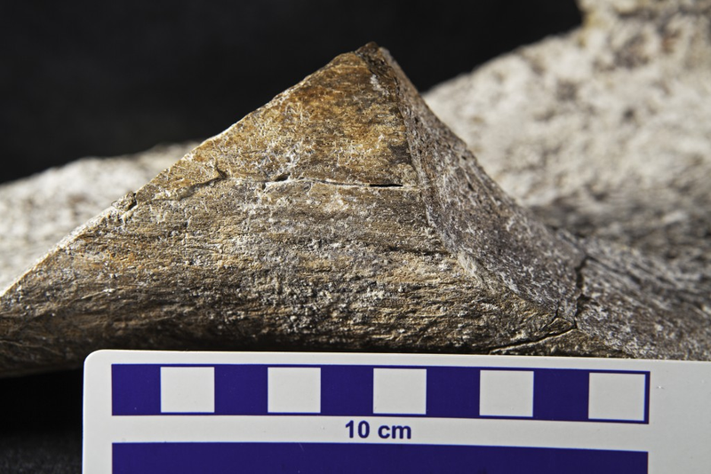 A spirally fractured mastodon femur bone. (Credit: Tom Deméré, San Diego Natural History Museum)